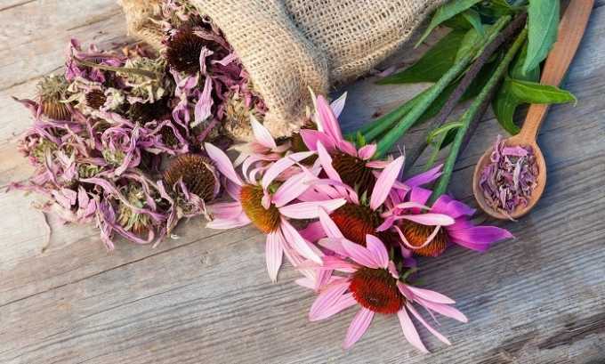 Из высушенных лепестков цветков эхинацеи готовят чай, который помогает повысить сопротивляемость к вирусам