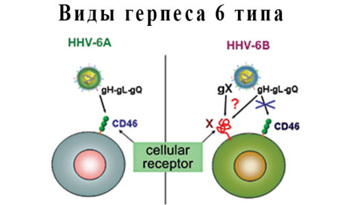 Герпесвирус шестого типа (Human betaherpesvirus), или розеоловирус, имеет 2 вида (HHV-6A, HHV-6B)